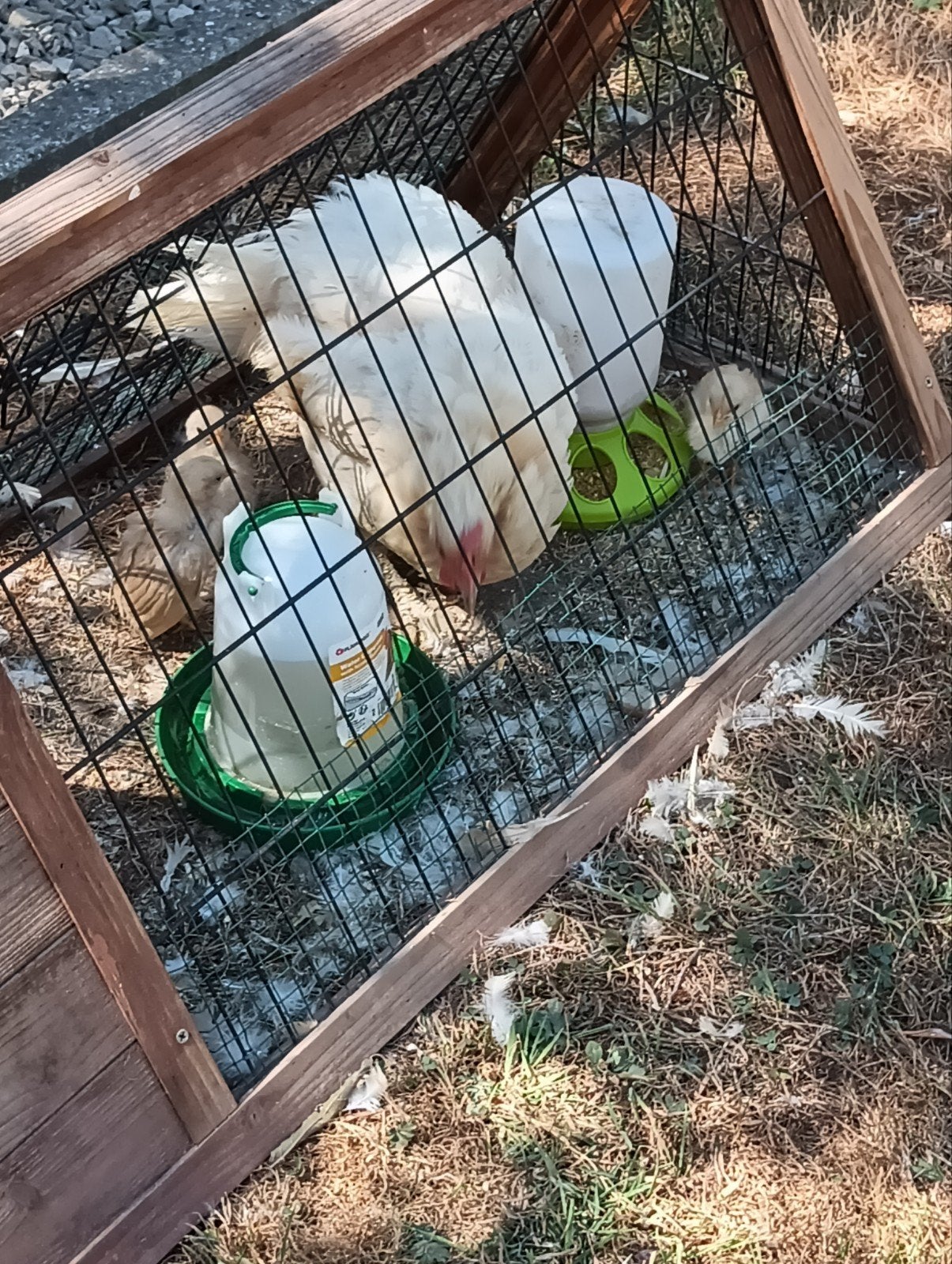 Hen met kuikens, Dieren en Toebehoren, Geslacht onbekend, Kip