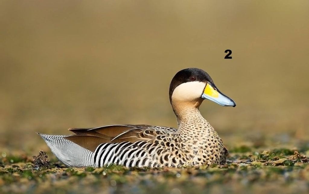 Versicolortaling, Plusieurs animaux, Canard