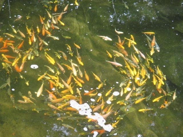 Baby koi de 7/10 cm à partir de 2,40 €/pièce, Animaux & Accessoires, Poissons | Poissons d'étang, Carpe ou Koï