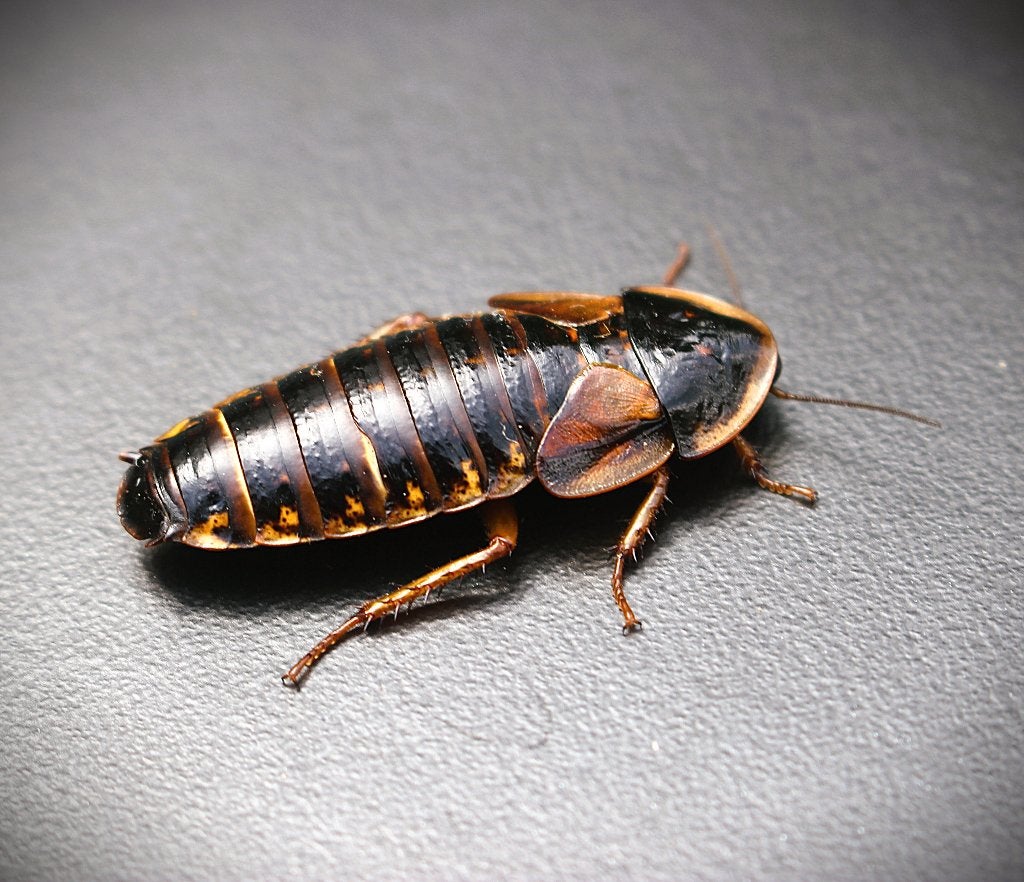 Blaptica Dubia Kakkerlakken – Alle maten beschikbaar, Overige soorten, 0 tot 2 jaar