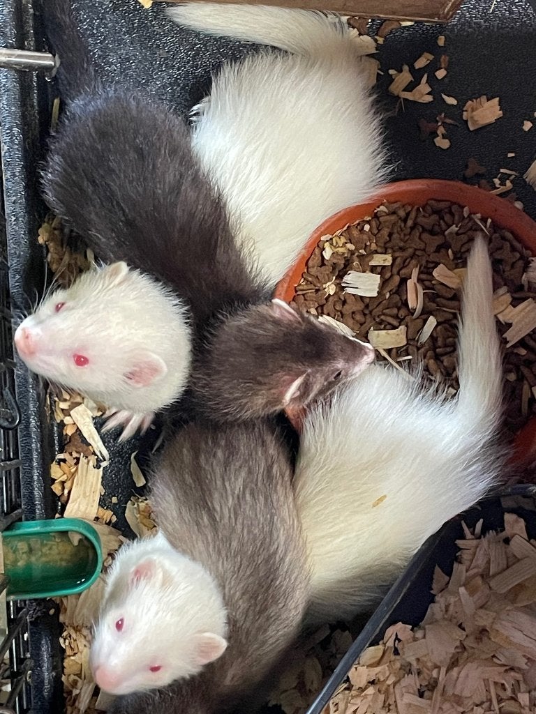 fretjes, Fret, Mei, Meerdere dieren, Tam