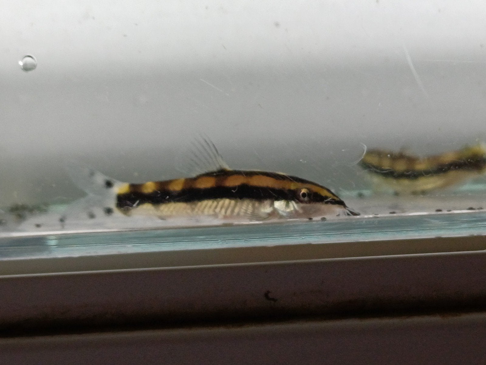Hobbyaquarium Ambastaia Sidthimunki / dwergbotia 19/20 aug, Vis, Zoetwatervis, Schoolvis