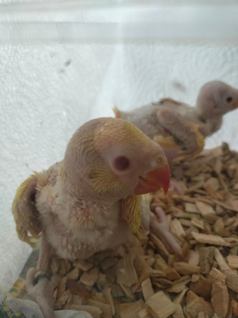 Halsband parkieten baby ter overname, Dieren en Toebehoren, Vogels | Parkieten en Papegaaien