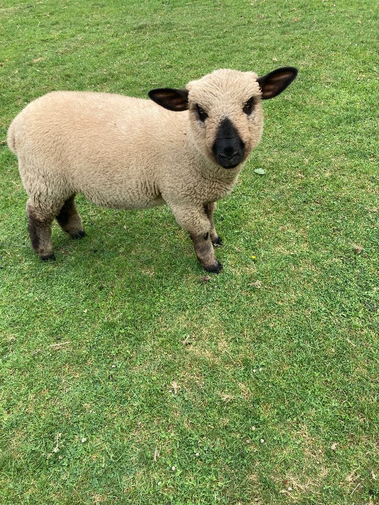 Hampshire down ooilam, Dieren en Toebehoren, Vrouwelijk, Schaap, 0 tot 2 jaar