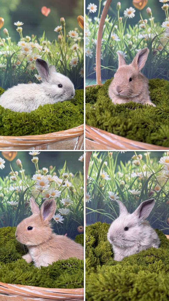 Raszuivere Duitse reuzen met ID boekje, Animaux & Accessoires, Lapins, Grand, Plusieurs animaux, 0 à 2 ans