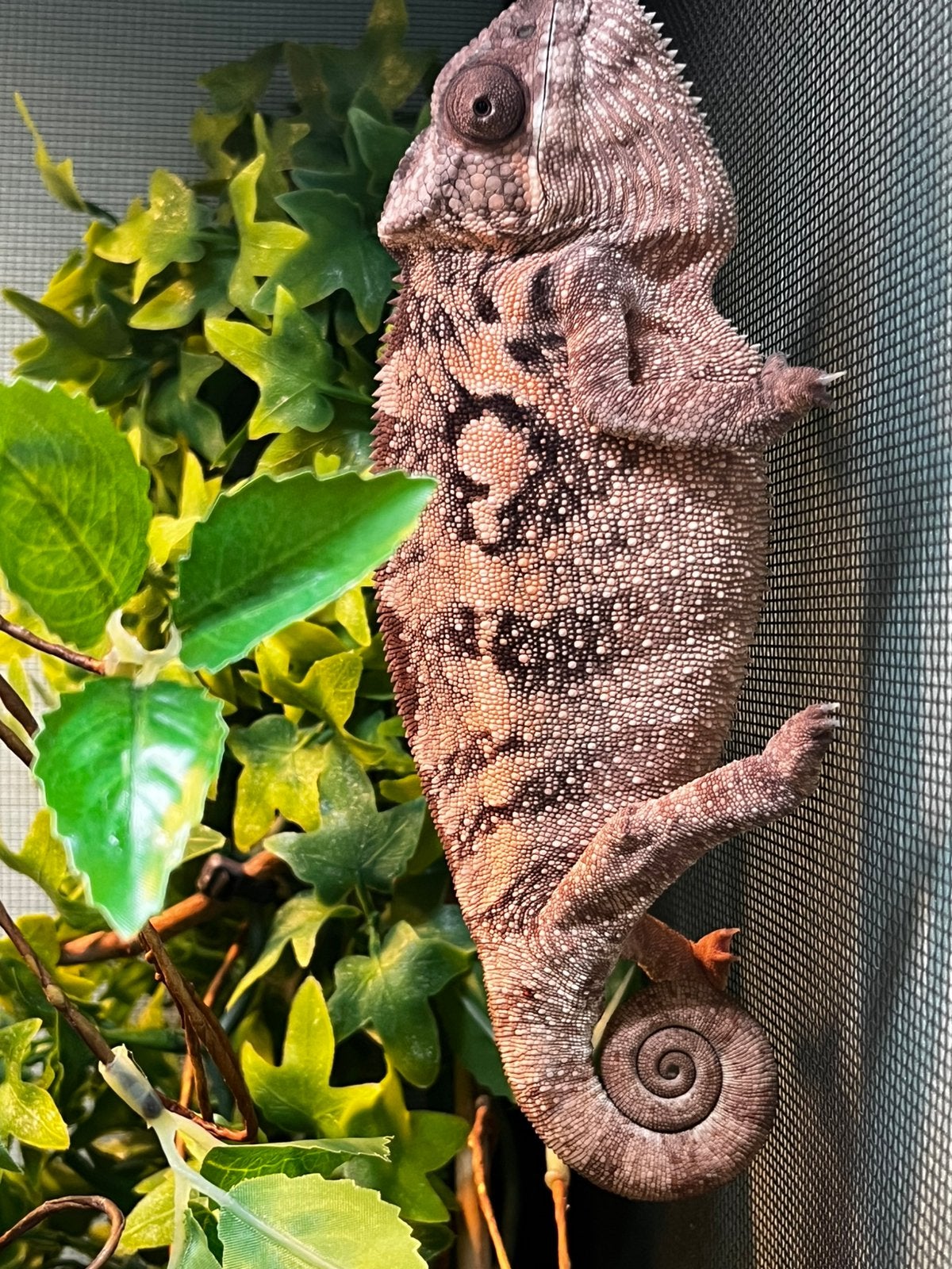 Kameleon vrouwtje, Animaux & Accessoires, Amphibien, 0 à 2 ans