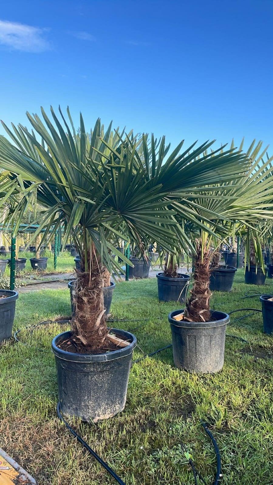 ‼️palmbomen trachycarpus fortunei aan promoprijzen‼️, Tuin en Terras, Ophalen