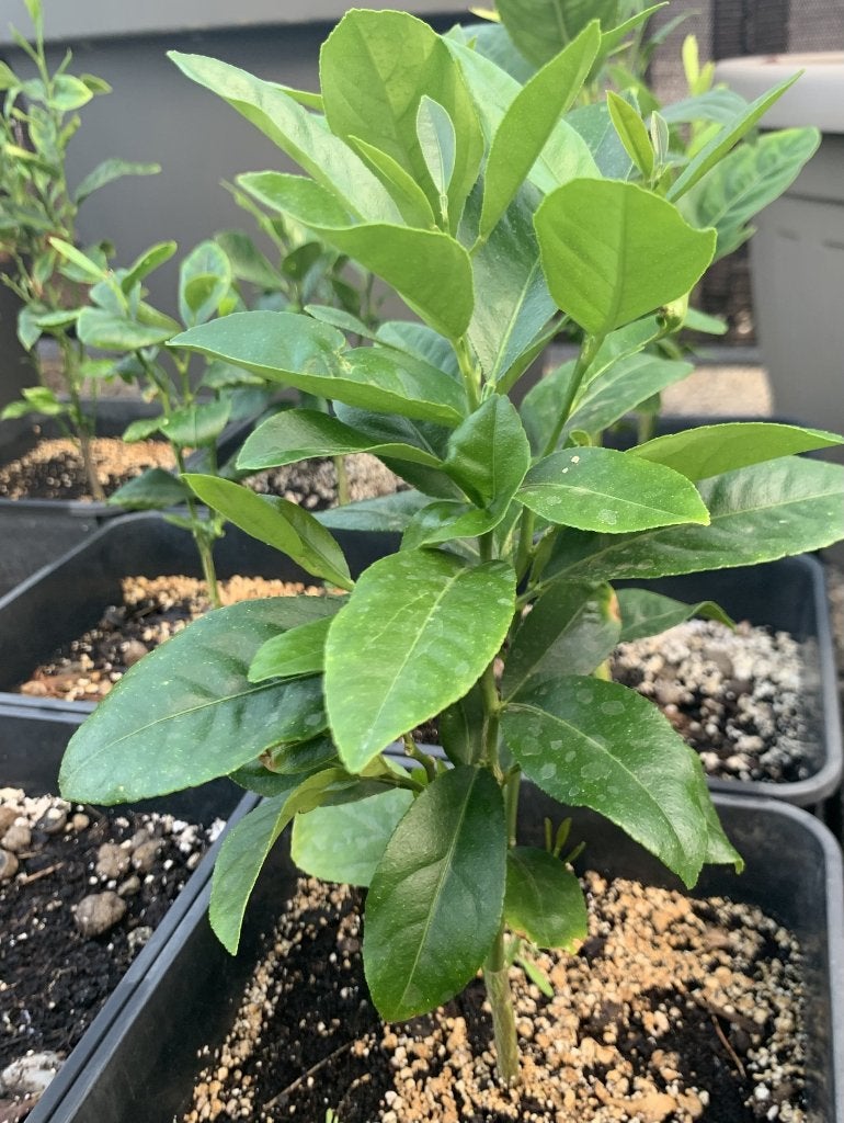 Jeunes « citronniers » - Citrus Limonum, Enlèvement, En pot, Citronnier