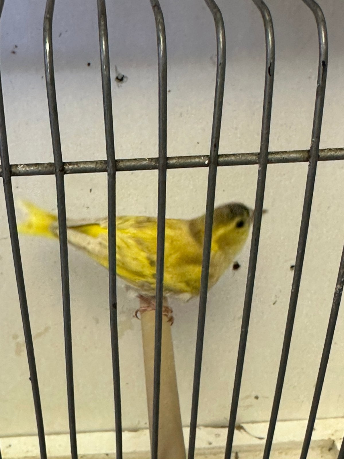 Europese sijs mannen, Dieren en Toebehoren