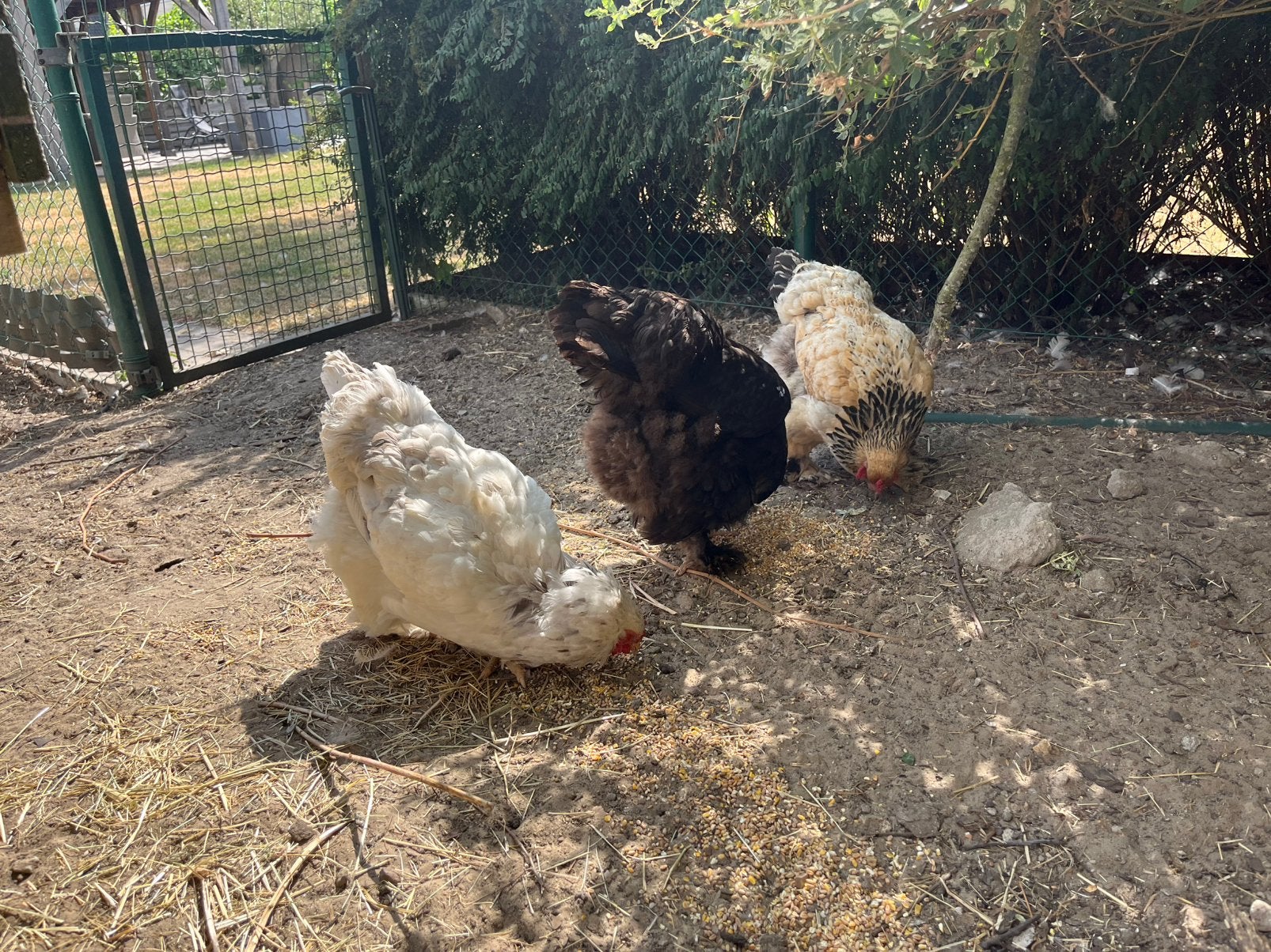 Brahma’s te koop, verschillende kleuren