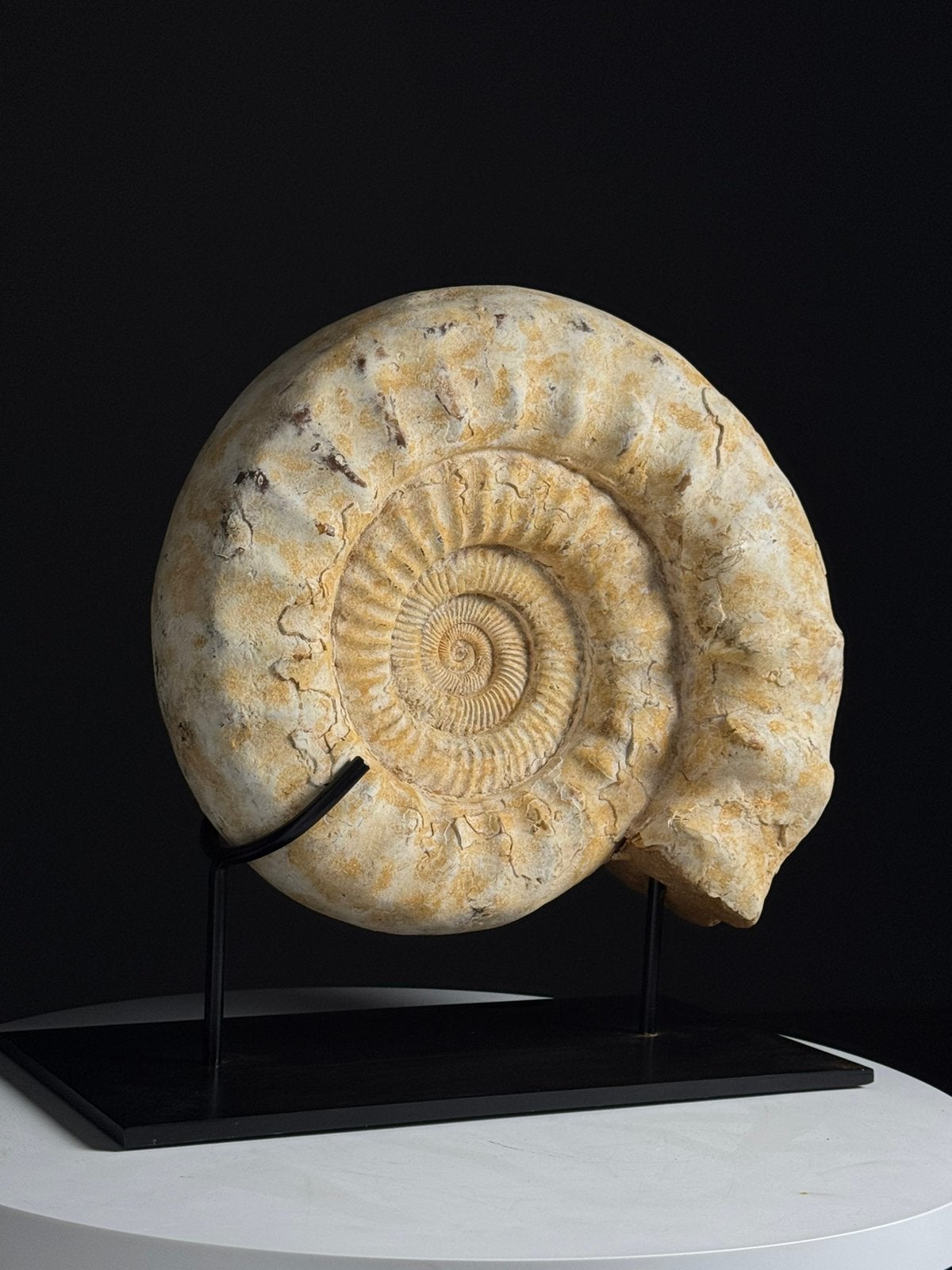 Ammoniet Fossiel op custom standaard, Enlèvement, Fossile