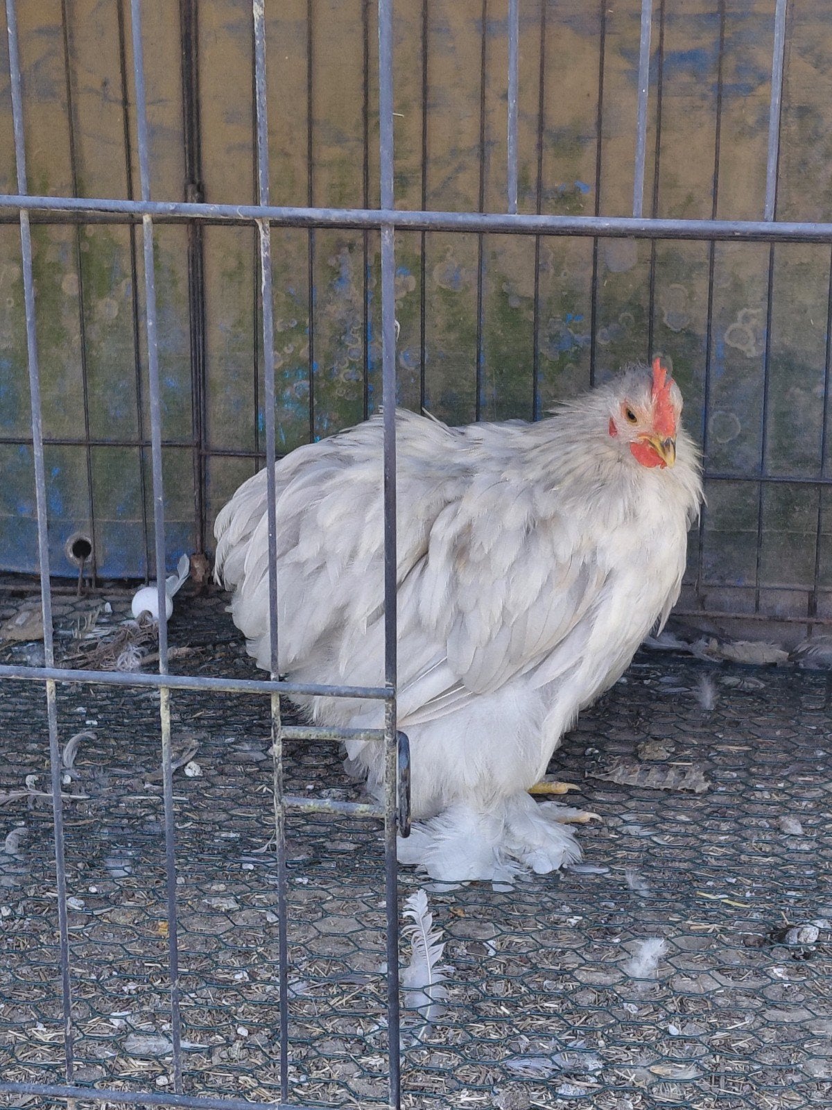 Coq pékin Mars 2026, Mâle, Poule ou poulet