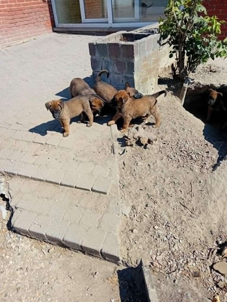Mechelse herder pups, Dieren en Toebehoren, Honden | Herdershonden en Veedrijvers, Parvo, België, Fokker | Hobbymatig, 8 tot 15 weken