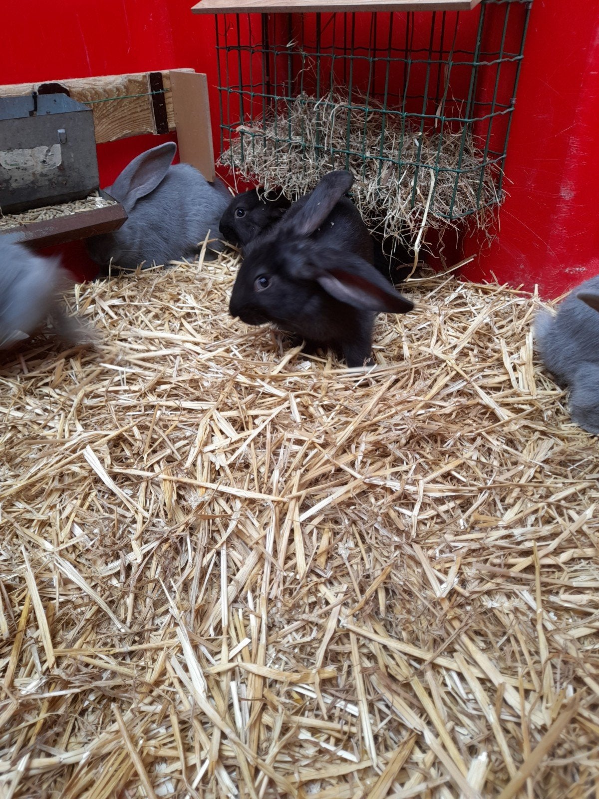 Jonge vleeskonijnen te koop, Plusieurs animaux, Grand, 0 à 2 ans