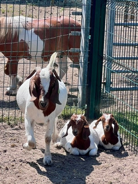 Boerengeit mieke, Femelle, Chèvre, 3 à 5 ans