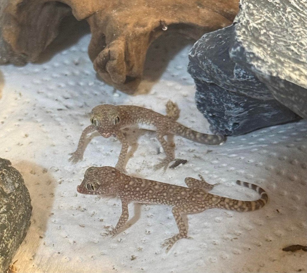 Stenodactylus sthenodactylus, Animaux & Accessoires, Reptiles & Amphibiens | Accessoires, Enlèvement