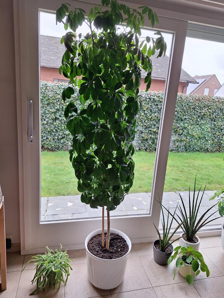 Grote kamerplant, vingerplant, Ophalen