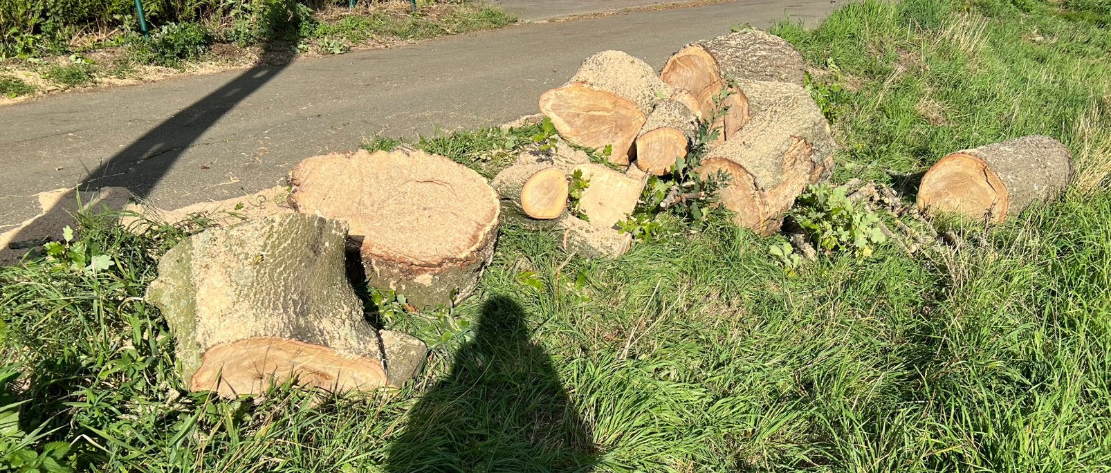 Bois de chêne « sur une tige », Jardin & Terrasse, 3 à 6 m³, Enlèvement, Chêne, Bûches