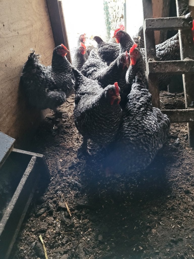 Broedeieren mechelse koekoek, Dieren en Toebehoren