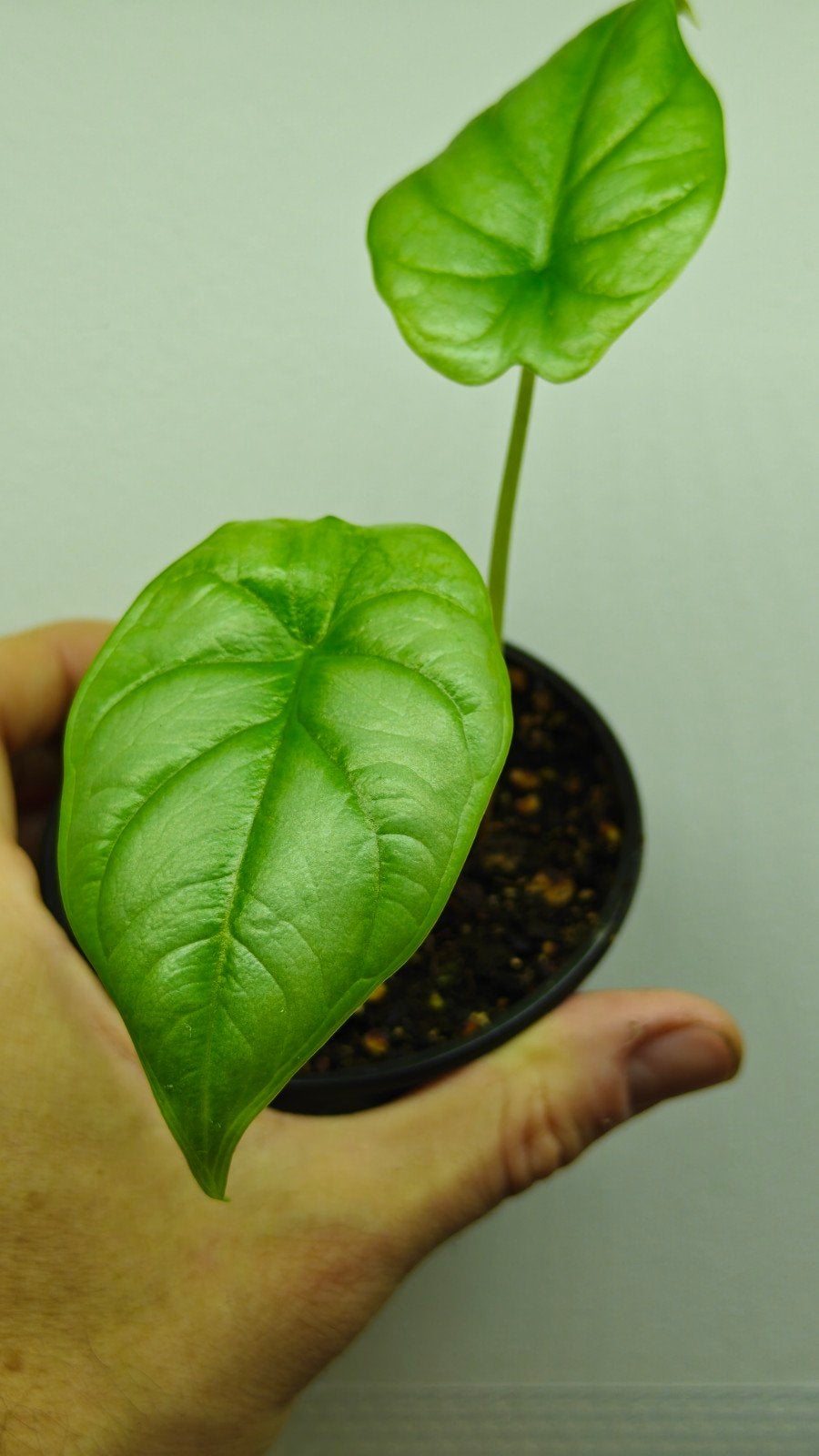 Alocasia silver dragon (baby), Huis en Inrichting, Overige soorten, In pot, Minder dan 100 cm, Groene kamerplant