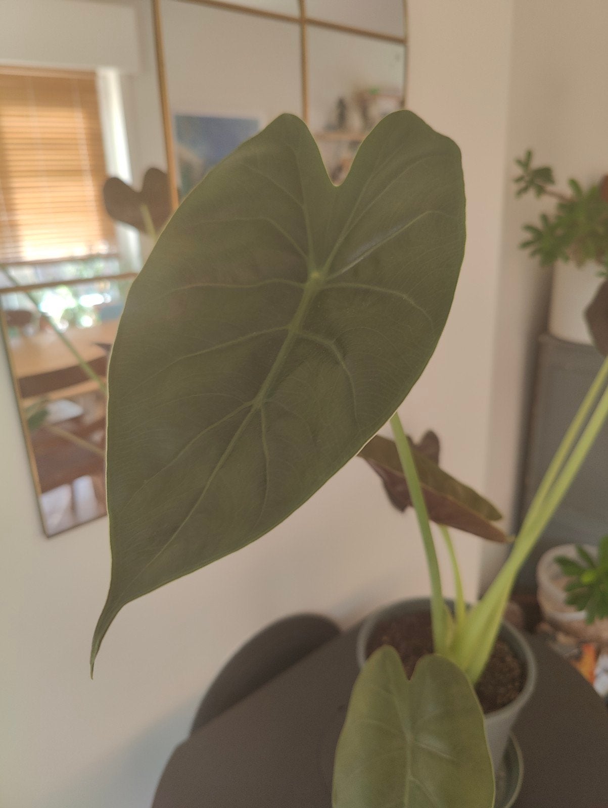 Olifantsoor kamerplant (Alocasia Wentii), Enlèvement, Moins de 100 cm