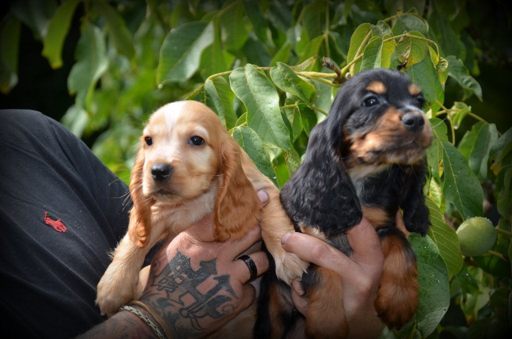 Engelse Cocker Spaniel pups, Dieren en Toebehoren, België, CDV (hondenziekte), 8 tot 15 weken, Meerdere