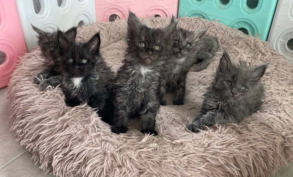 Maine Coon kittens, Chat, Vermifugé, 0 à 2 ans