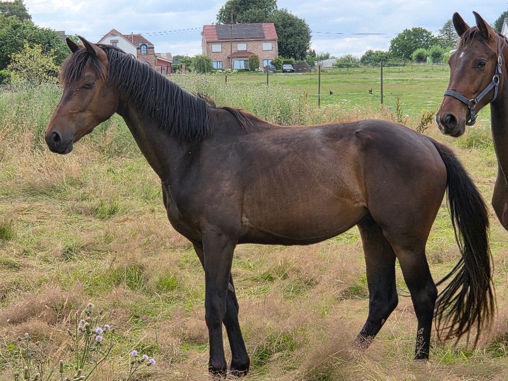 Jonge dressuurpaarden, Dieren en Toebehoren, Paarden, Ruin