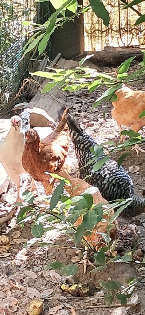 Jonge legkippen te koop, Dieren en Toebehoren, Meerdere dieren, Kip