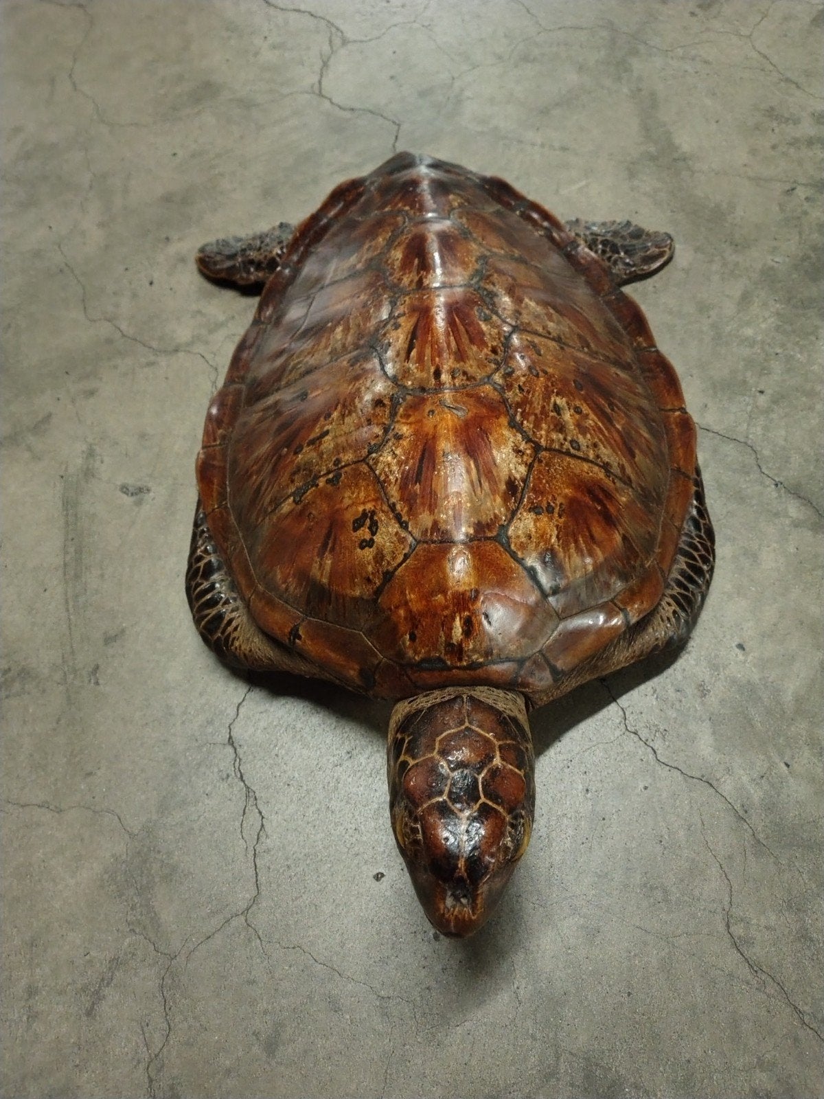 groene zeeschildpad