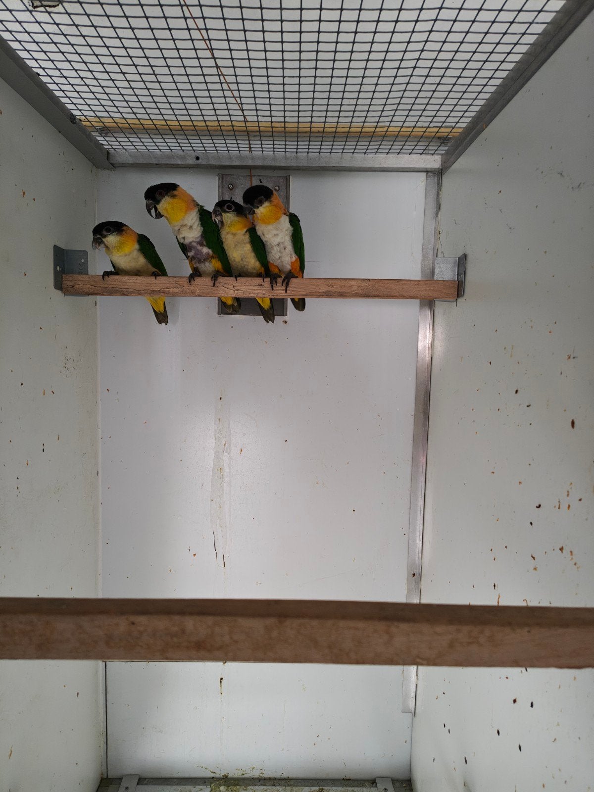 zwartkop caiques en pionus senilis van 2026, Meerdere dieren, Papegaai, Geringd