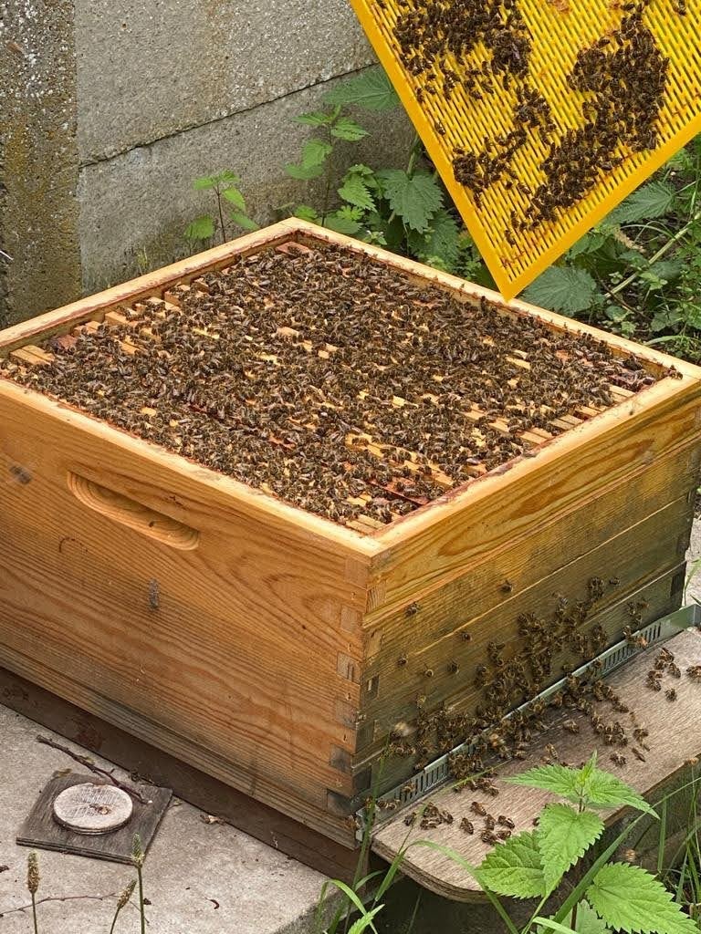 Imkermateriaal — 4 kasten, waarvan enkele ongebruikt, Dieren en Toebehoren, Bijen