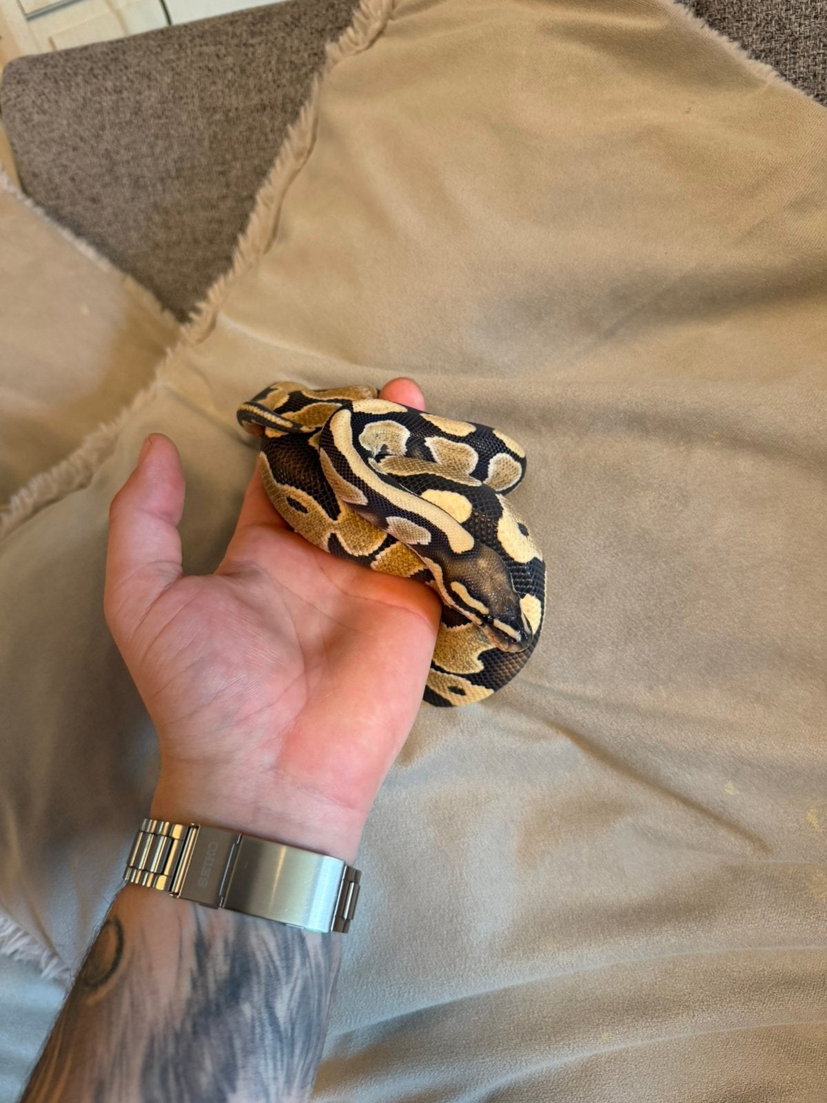 Koningspython - 1.0 HYPO DESERT GHOST Ball Python photo 4