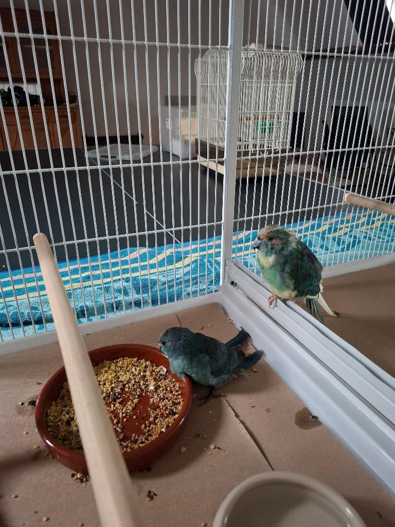Kakariki, Dieren en Toebehoren, Vogels | Parkieten en Papegaaien, Mannelijk, Parkiet, Geringd