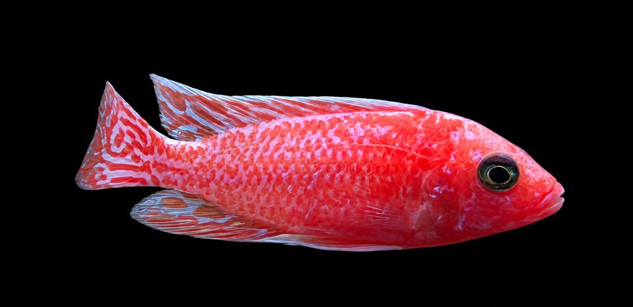 Groep Aulonocara Firefish (2m/3v)