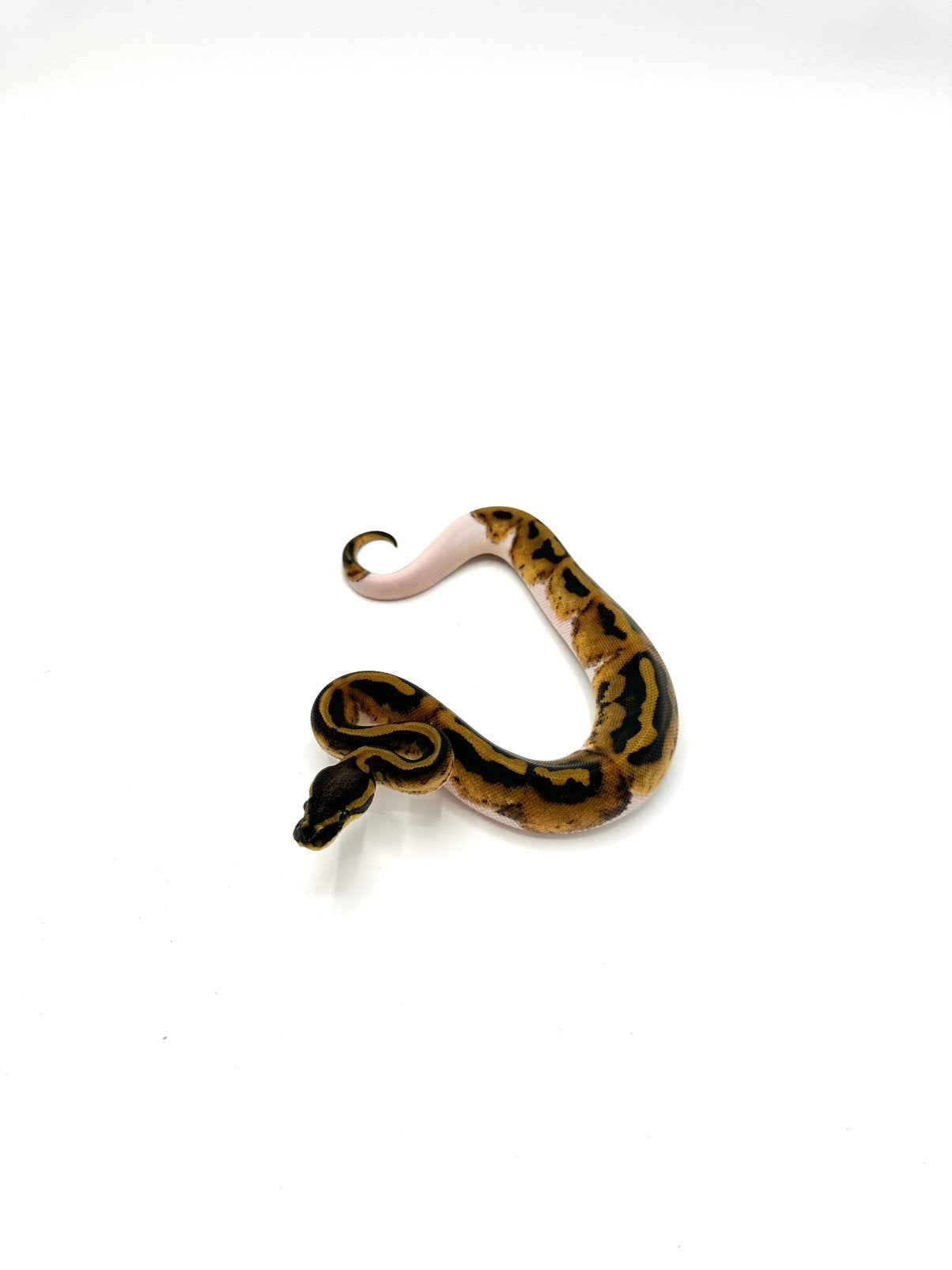 Diverse Python regius - koningspythons Ball Python photo 4