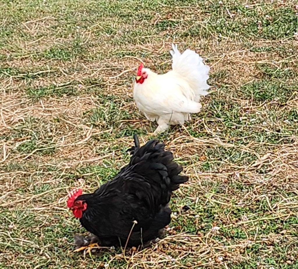 2 haantjes.  Effen wit en effen zwart, Mâle, Poule ou poulet