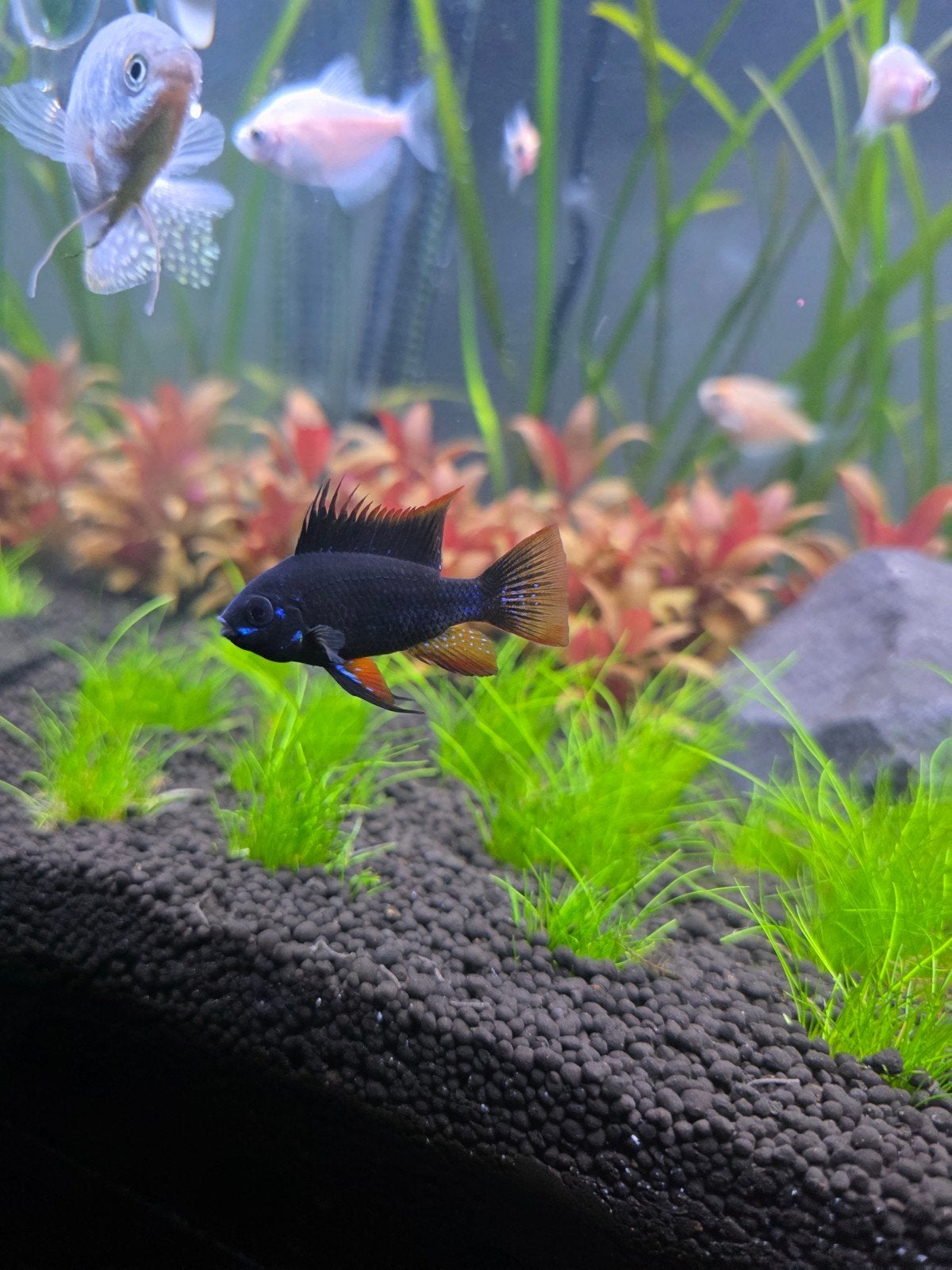 Opaline gouramis en zwarte ramirezi te koop