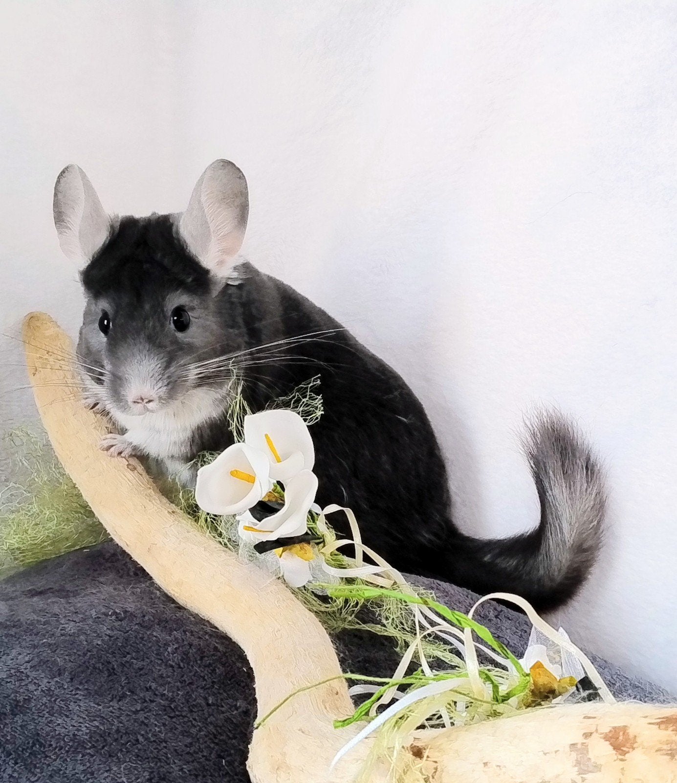 Chinchilla saffier pearl vrouwtje, Dieren en Toebehoren, Knaagdieren, Chinchilla, Juni, Vrouwelijk, Tam