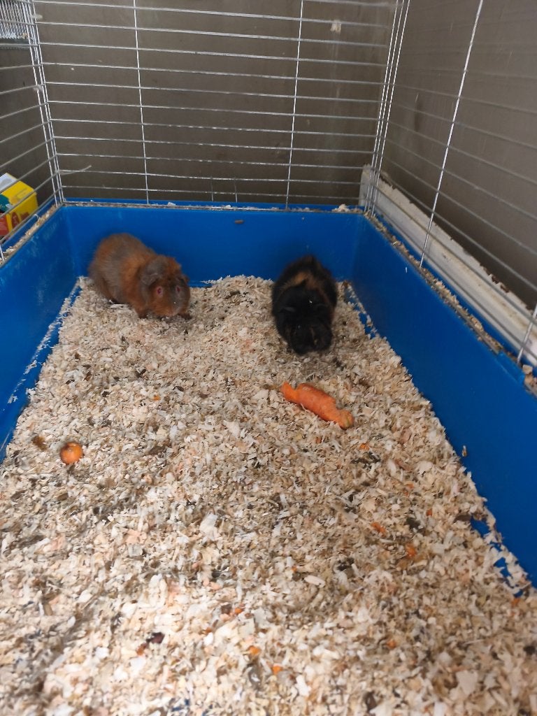 Cavia's en konijn, Dieren en Toebehoren, Cavia, Augustus, Mannelijk, Tam