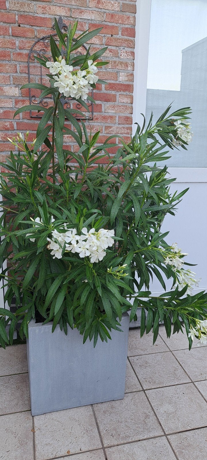 Oleanders te koop, Tuin en Terras, Planten | Tuinplanten, Ophalen