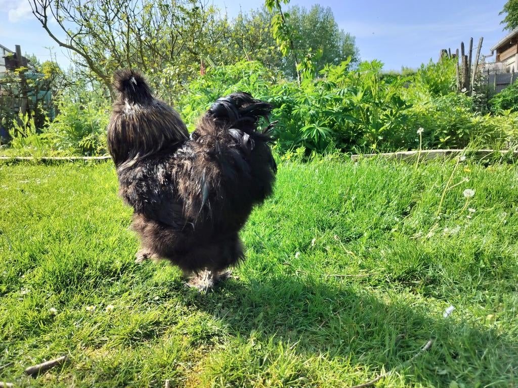 Mooie zijdehoen haantjes, Dieren en Toebehoren, Mannelijk, Kip