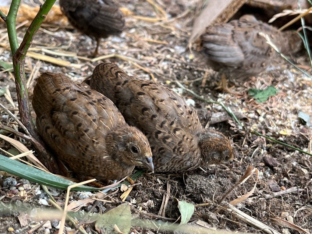 Chinese dwergkwartels, Dieren en Toebehoren, Meerdere dieren, Overige soorten