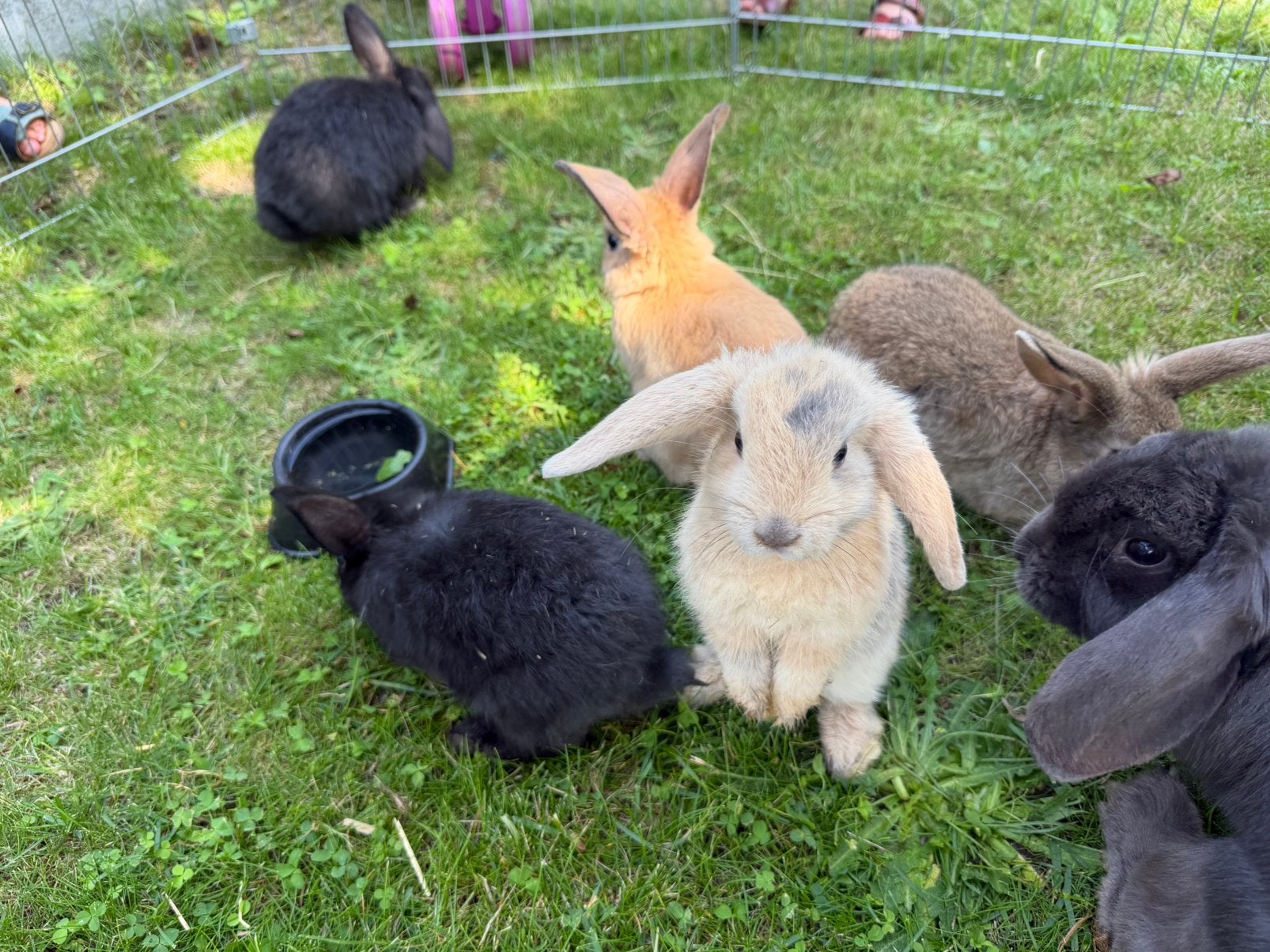 Dwergkonijntjes te koop, Dieren en Toebehoren, Pluimvee