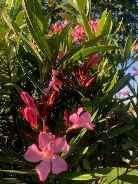 Oleander, Autres espèces, Plein soleil, Été, Enlèvement