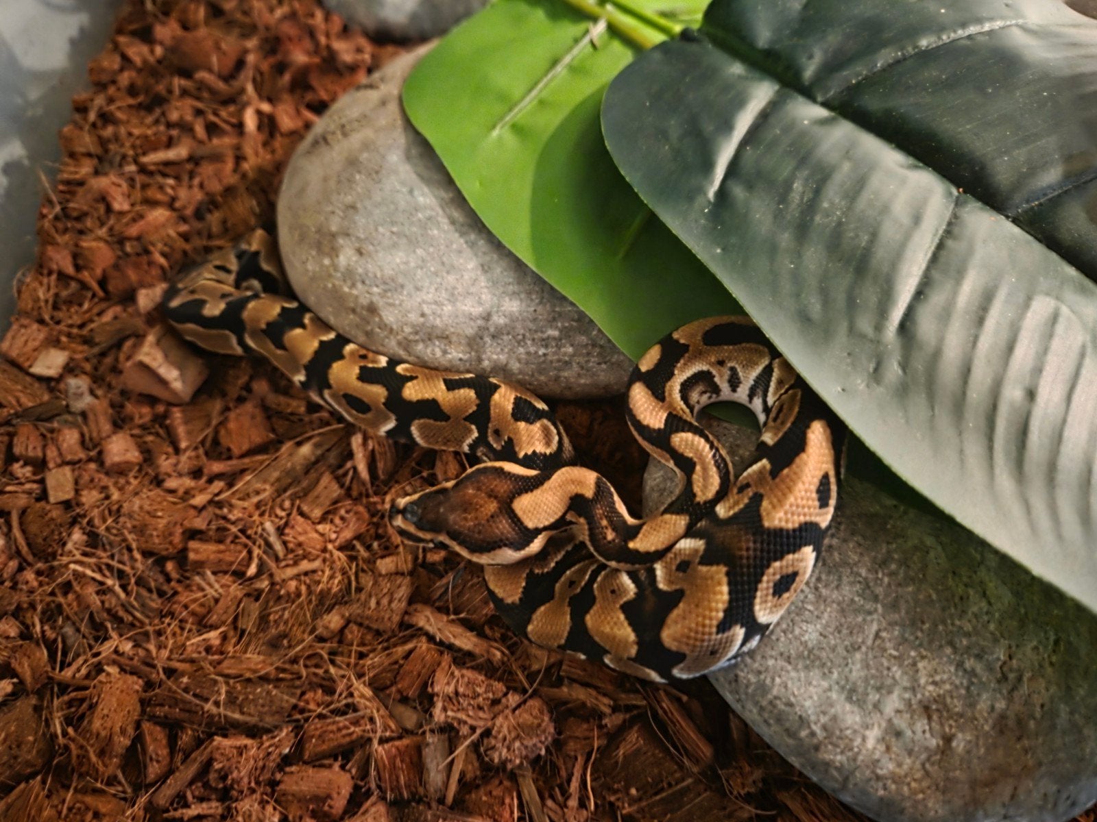 2 koningspythons man/vrouw samen Ball Python - female for sale from francesco