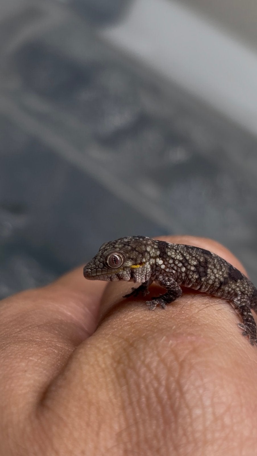 Nakweek eurydactylodes agricolae (kameleon geckos), Dieren en Toebehoren, Reptielen en Amfibieën, Hagedis, Tam, 0 tot 2 jaar