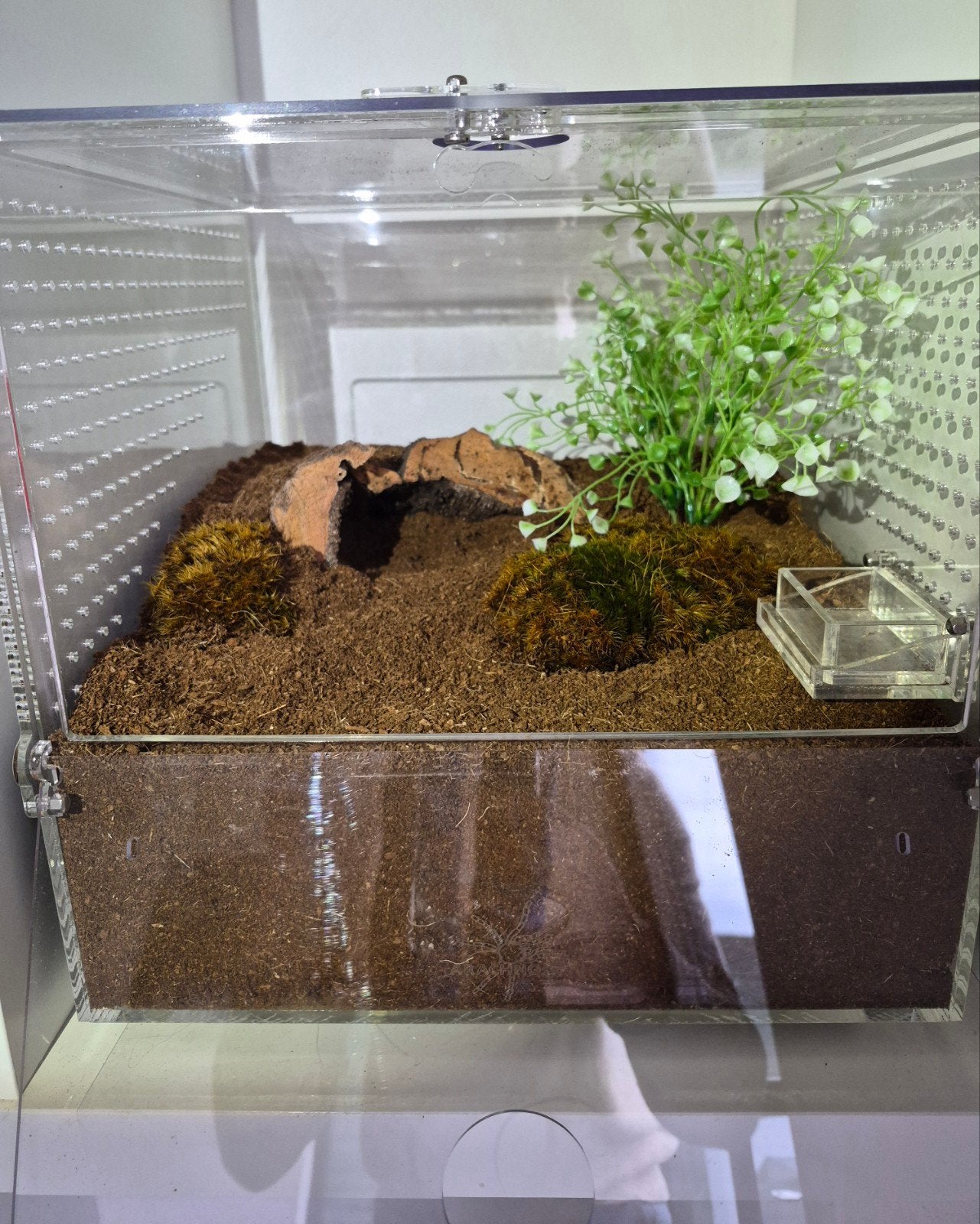 Terrarium acryl van merk arachnosys 30x30x30 nieuwstaat, Enlèvement, Neuf, Terrarium ou Paludarium