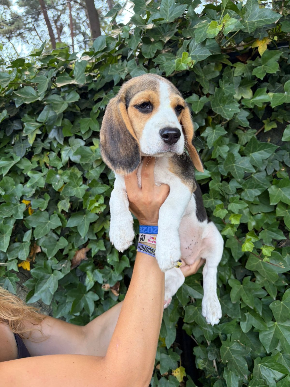 Chiot Beagle social femelle, Animaux & Accessoires, Chiens | Sans pedigree, Taille moyenne, Chienne, Éleveur | Professionnel, Un chien