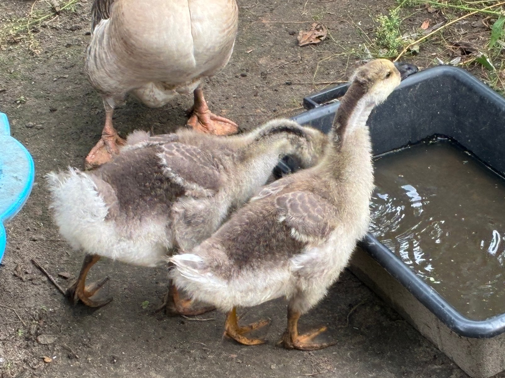 Oie de Guinée, Plusieurs animaux, Oie ou Cygne